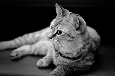 Grayscale tabby cat photography HD wallpaper | Wallpaper Flare