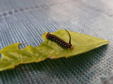 hawk moth caterpillar Free Photo Download | FreeImages