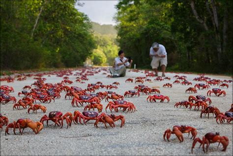 Christmas Island: The Impressive Migration of Red Crabs