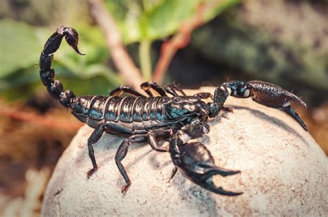 What do scorpions eat?