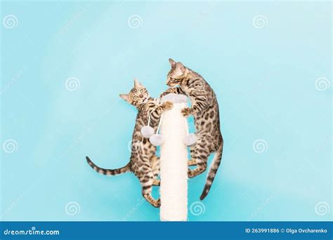 Bengal Kitten Playing on a Blue Background. Cute Purebreed Cat Stock ...