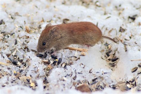 Northland Nature: Red-backed voles in the spruce woods - Cloquet Pine ...