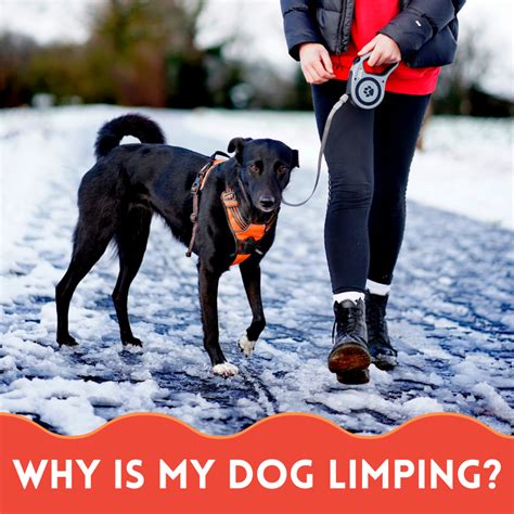 how to treat limping dog - Patrick Libby