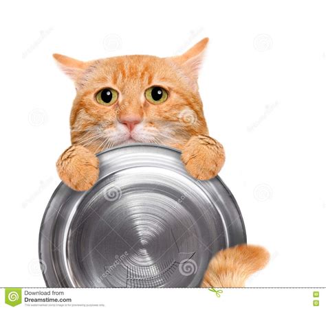 Hungry Cat Holding Food Bowl . Stock Photo - Image of dinner, joke: 70516832 (With images ...