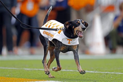 Tennessee homecoming celebrates retirement of mascot Smokey X