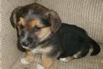 Lancashire Heeler Puppies for Sale from Reputable Dog Breeders