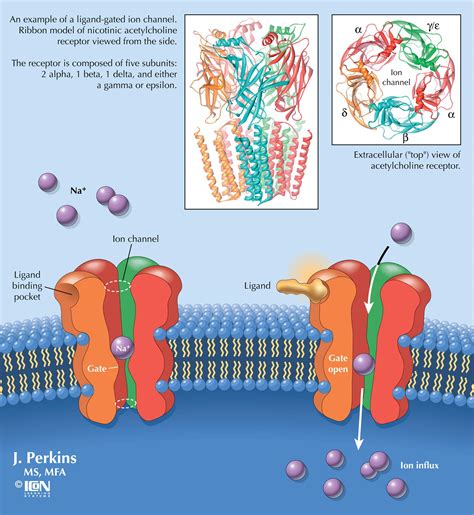 Nicotinic acetylcholine receptor | RIT