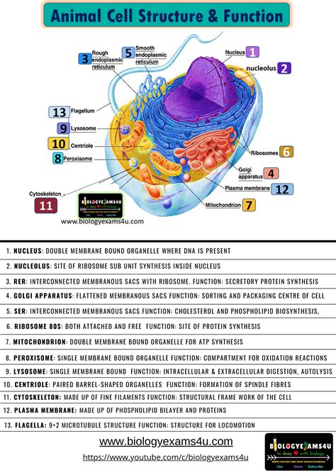 Biology Notes, Cell Biology, Ap Biology, Animal Cell Structure, Neet ...