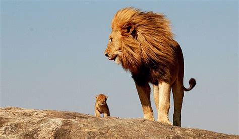 What Different Types Of Lions Are There----On Fow24news.com - FOW 24 NEWS