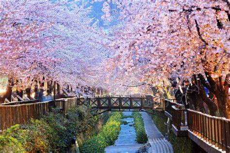 Cherry Blossoms, Busan City in South Korea Stock Photo - Image of blossom, nature: 53243502