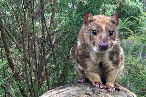 Victoria's threatened tiger quolls prove camera-shy in conservation bid ...