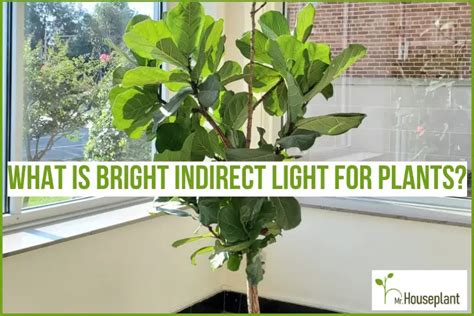 What Is Bright Indirect Light For Plants? - Mr.Houseplant