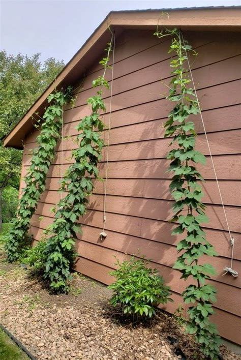 Nugget Magnum and Cascade hop bines | Easy backyard, Garden and yard ...