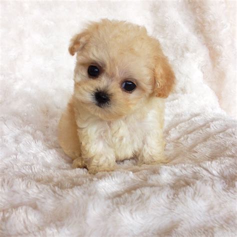 MICRO Teacup Maltipoo Puppy "Beatrice" For sale California - iHeartTeacups