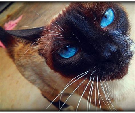 a siamese cat with blue eyes looking up