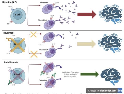 The Future of Anti-NMDAR Encephalitis Treatment: Exploring the ...