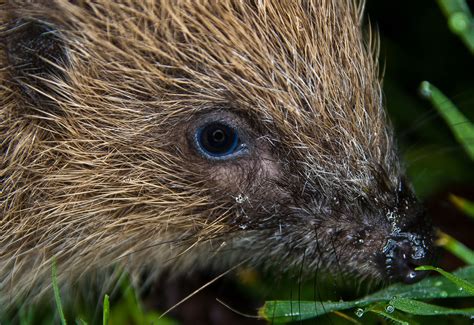 European Hedgehog Senses & Vocalisation | Wildlife Online