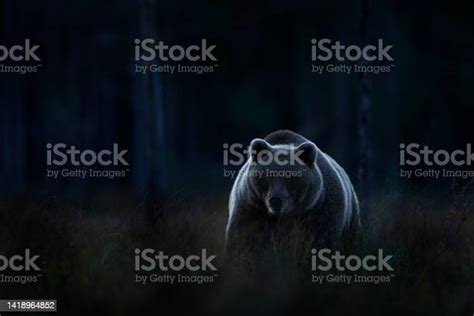 Wildlife In Night Brown Bear Walking In Dark Night Forest Dangerous Animal In Nature Taiga And ...