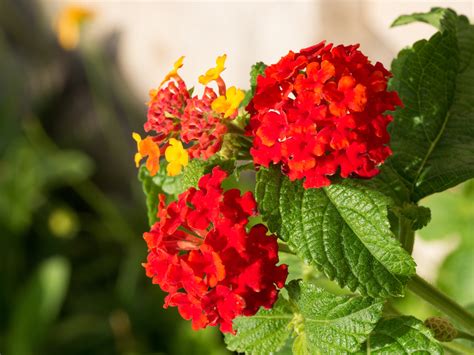 15 Different Types of Lantana (All Lantana Varieties) - PlantSnap