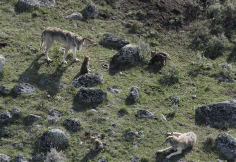 Wolves through the ages: A journey of coexistence, conflict, and conservation