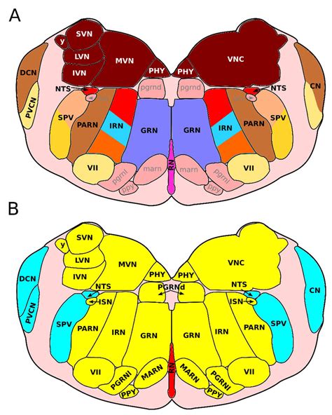 Location of the medullary nuclei in the rostral adult medulla oblongata... | Download Scientific ...