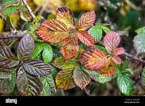 Bramble or Blackberry (Rubus fruticosus) leaves in autumn showing ...