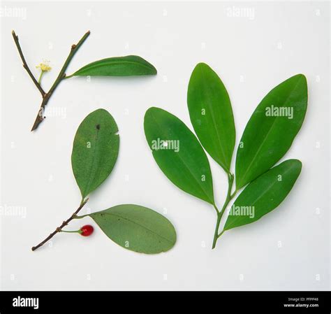 Erythroxylum australe, Cocaine Tree leaves, fruit and flower, close up ...