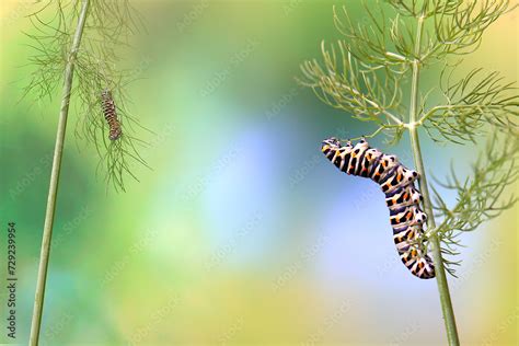 Two stages of Papilio machaon life cycle, with a caterpillar and a chrysalis on fennel plants ...