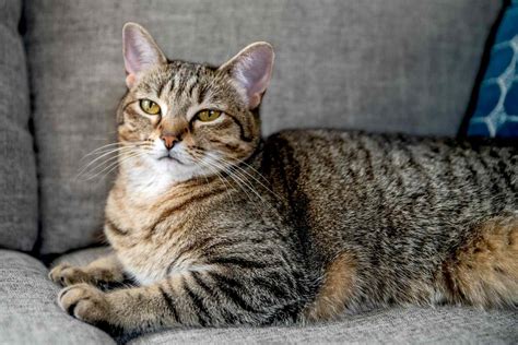 Tabby Cat: Breed Profile, Characteristics & Care