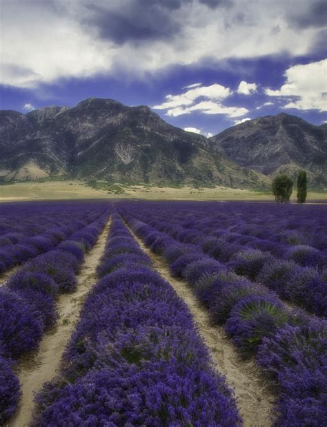 What Karen Sees: Lavender Fields