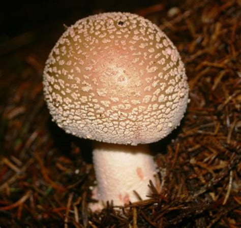 Amanita rubescens, Blusher mushroom