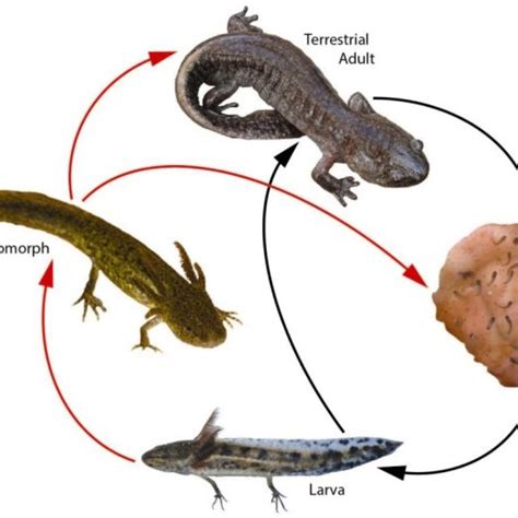 Complex life cycle [132] of the Mole Salamander, Ambystoma talpoideum.... | Download Scientific ...