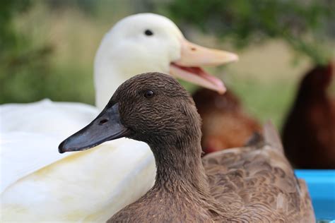 Pekin Duck | Ducks | Breed Information | Omlet