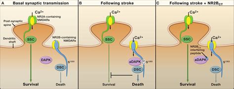 Blocking the Deadly Effects of the NMDA Receptor in Stroke: Cell