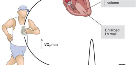 Factors affecting cardiac output, Stroke volume, Heart rate & blood pressure | Science online