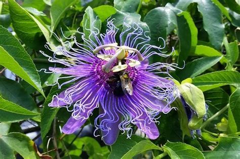 Maypop Passion Vine for Butterflies | Host Plants | Fast-Growing Vines