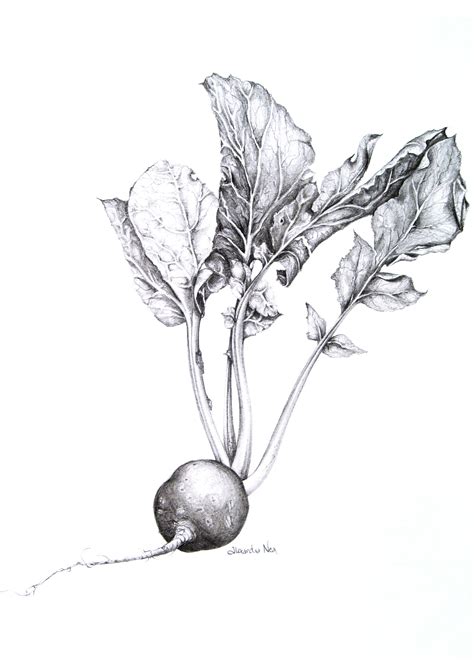 Botanical Fruit & Vegetables - Alexandra Nea | Botanical drawings, Art, Vintage illustration