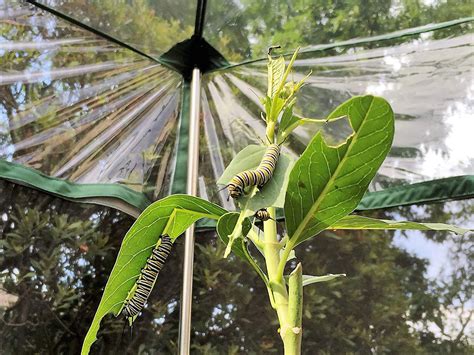 Monarch Butterfly Attracting Sanctuary | The Green Head