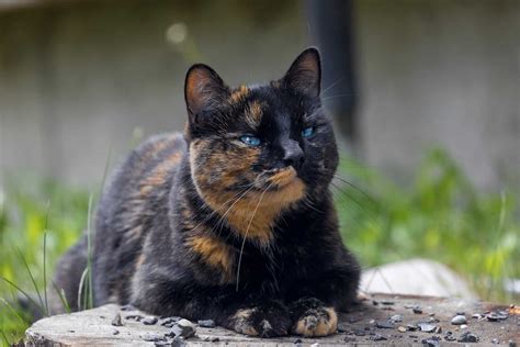 Tortoiseshell Cat: Facts, History & More (With Pictures) | Animal-World