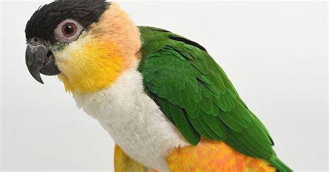 A Comprehensive Guide To The Caique Parrot - BIRD LOVER