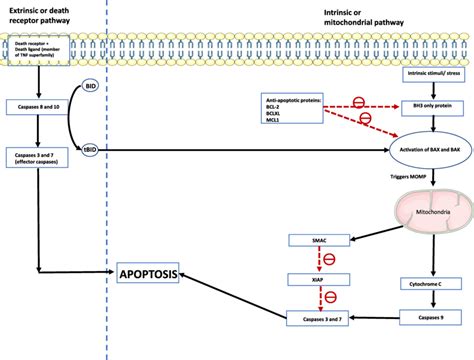 The apoptotic pathways. The extrinsic apoptotic pathway is triggered by... | Download Scientific ...