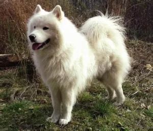 15 Best Samoyed Mixes: Which One Is An Excellent Choice?