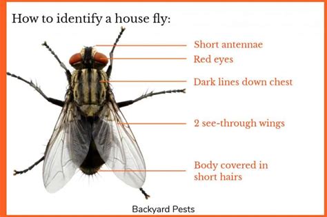 House Flies: Identify Them | Find Them | Get Rid Of Them - Backyard Pests