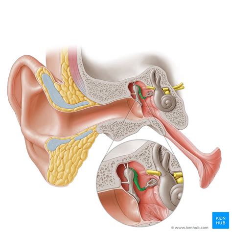 Incus: Anatomy and function | Kenhub