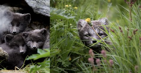 Photographing Adorable Arctic Fox Cubs Emerging From Their Dens ...