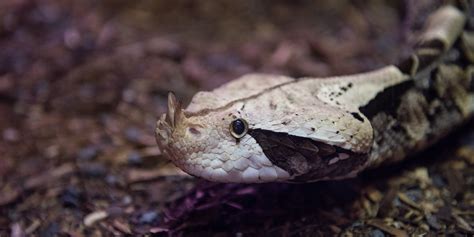 Gaboon viper | Smithsonian's National Zoo and Conservation Biology Institute