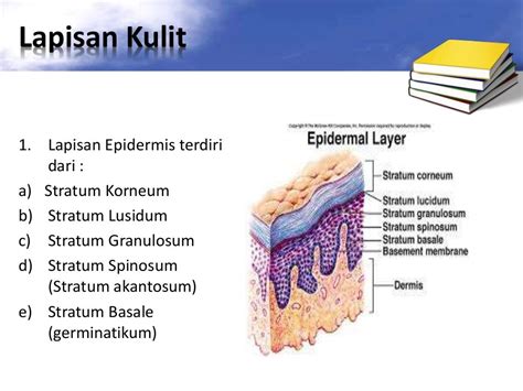 Sistem Integumen