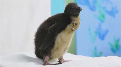 Shedd Aquarium welcomes arrival of rare baby Rockhopper penguin | FOX ...