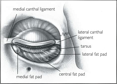 Orbital septum - American Academy of Ophthalmology