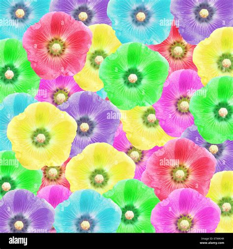 exotic color hollyhock flower as nature background Stock Photo - Alamy